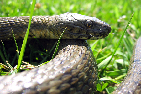 snakeinthegrass