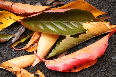 chickens molt in the fall 