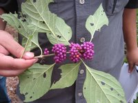 Beautyberry