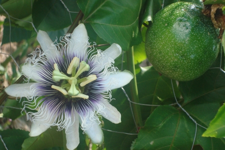 Where the Wild Things Are, part 3 (Maypops) | PreppingToSurvive.com