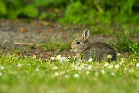 Raising Rabbits 