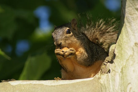 Squirrel for dinner Recipe for eating a squirrel