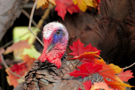 Happy Thanksgiving 2011