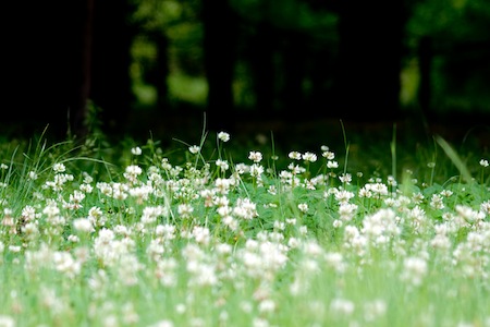 Field of wild edibles