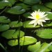 using chlorine to purify pond water