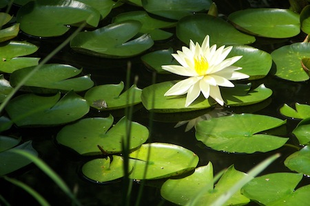 using chlorine to purify pond water