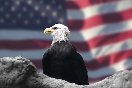 The American Bald Eagle represents freedom