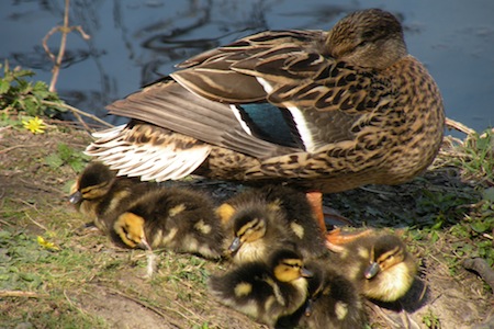 raising ducks as part of prepping raising ducks as part of prepping