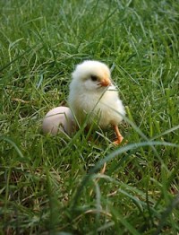 starting with chicks