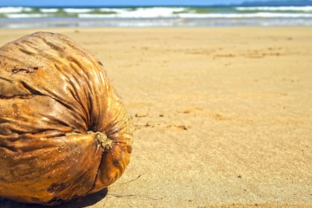 The benefits of coconut oil