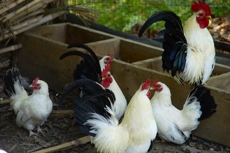 can you raise chickens?