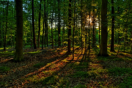 building a survival shelter