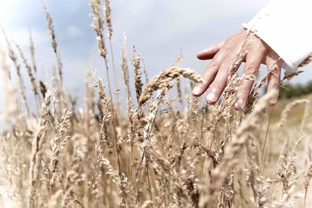 what kind of wheat to store