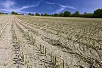 monoculture row farming