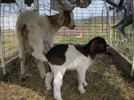 mama goat and daughter