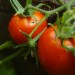 raising your own food for self sufficiency