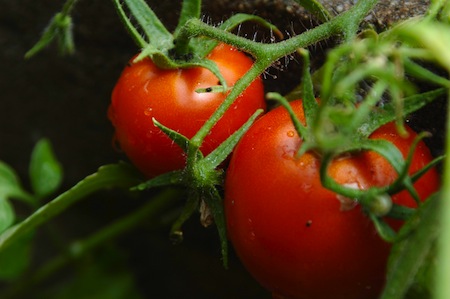 raising your own food for self sufficiency