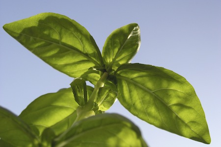 Basil in the outdoor pharmacy