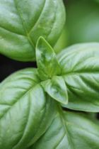 Basil Leaves