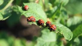colorado potato beetle