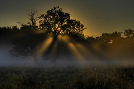 surviving the fog surviving the fog