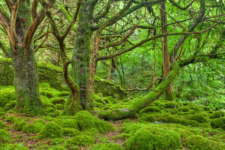 moss covered trees don't always point to north