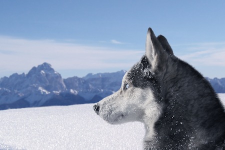 Lessons from The Call of the Wild Lessons from The Call of the Wild