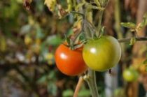 tomatoes and marigolds