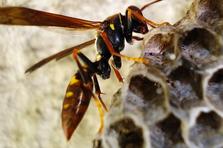 It's not good to aggravate a wasp's nest
