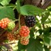 Wild blackberries