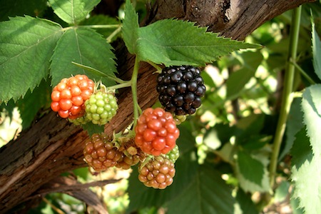Wild blackberries