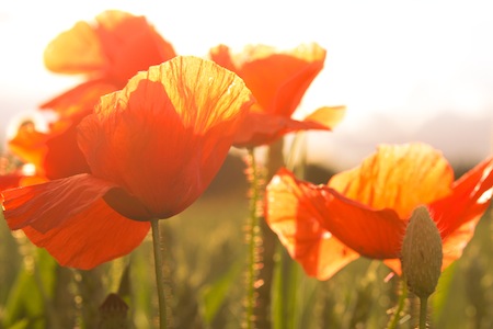 Peale on Praise Peale on Praise