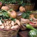 storing root crops
