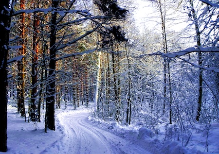 surviving in cold weather