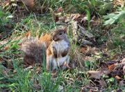 Eating Squirrel