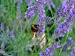 Traditional uses of Lavender and other natural solutions