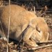 Sunning rabbit